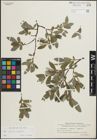 Foto von Salix glauca L. x Salix polaris Wahlenb.
